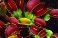 /album/plantas-carnivoras/images-6-jpg/